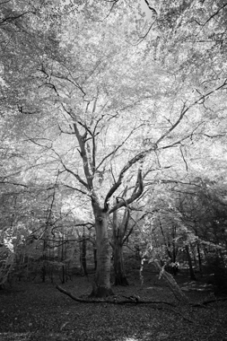 Image of And then I found a tree af David Foli