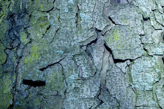 Image of Bark af Kirsten Stigsgaard