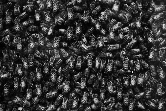 Image of Bees af Gustavo Orensztajn