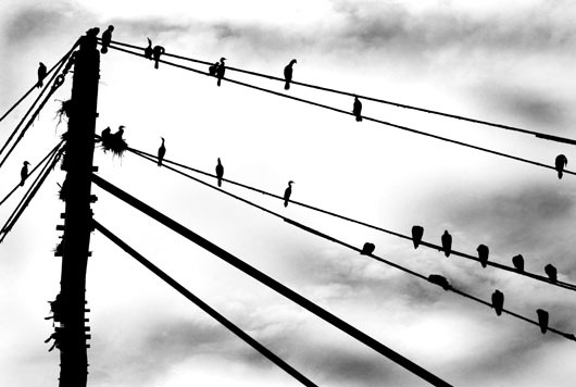 Image of Birds on wires af Sarah Coghill
