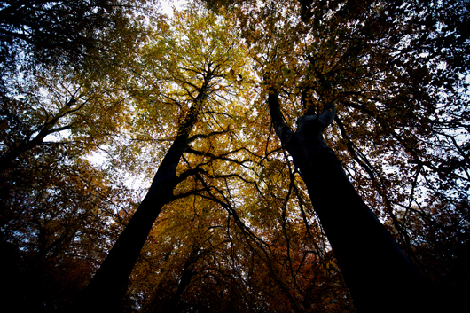 Image of Black trees af David Foli