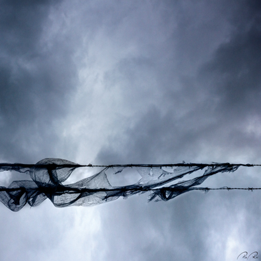 Image of Blowing in the wind af Pia Roi