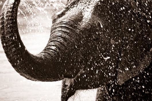 Image of Elephant af Sarah Coghill