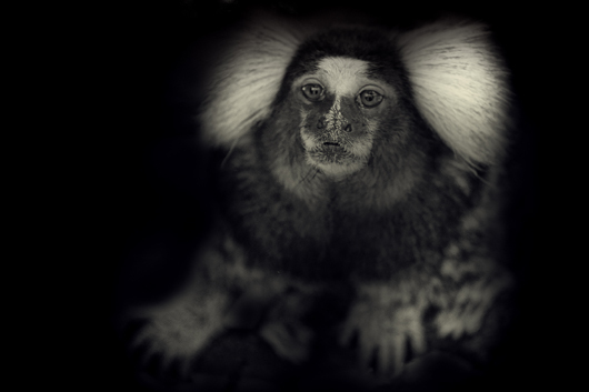 Image of Little Monkey af Gustavo Orensztajn