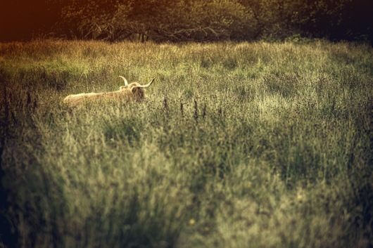 Image of Pasture af Gustavo Orensztajn