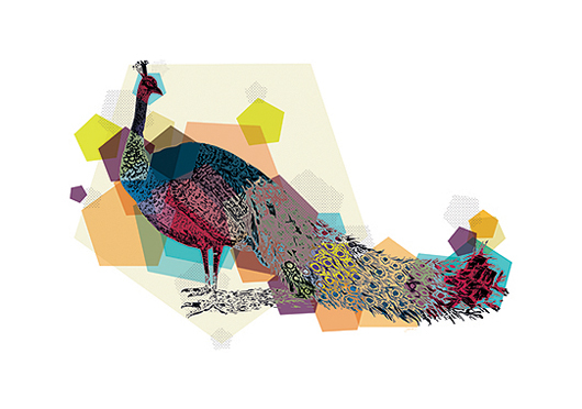 Image of Peacock af Jakub Stodulski