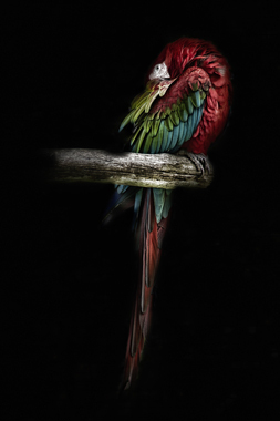 Image of The Red Parrot af Gustavo Orensztajn