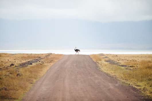 Image of The Solitaire Ostridge af Julie Aucoin