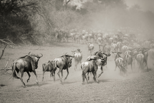 Image of Wilderbeest in Serengeti af Julie Aucoin