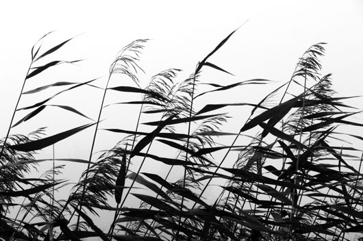 Image of Windy weed black white af Kirsten Stigsgaard