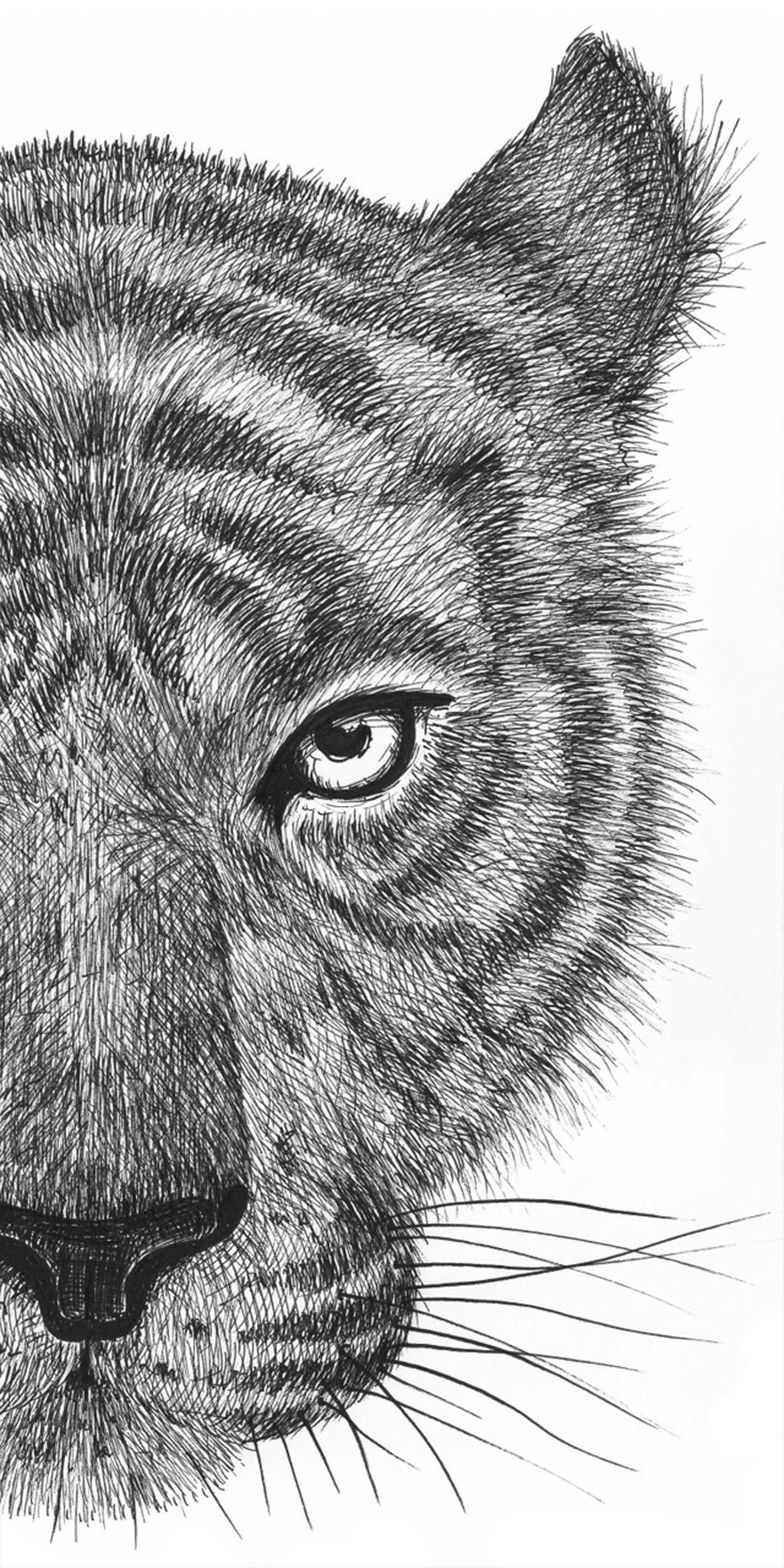 Tigeren Jackson af Tina Seirup Nielsen