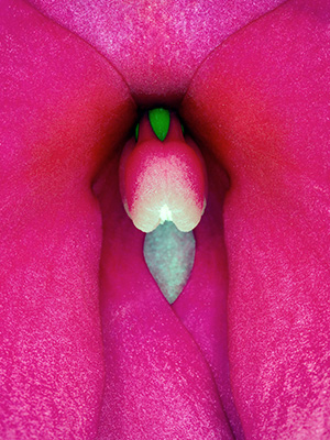Image of Impatiens Hawkeri 1 af Pauline Snoeijs