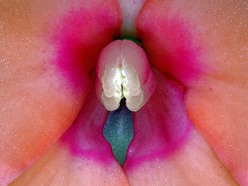 Image of Impatiens Hawkeri 2 af Pauline Snoeijs