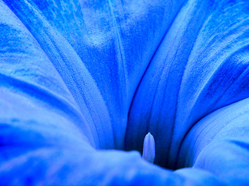 Image of Ipomoea Tricolor af Pauline Snoeijs