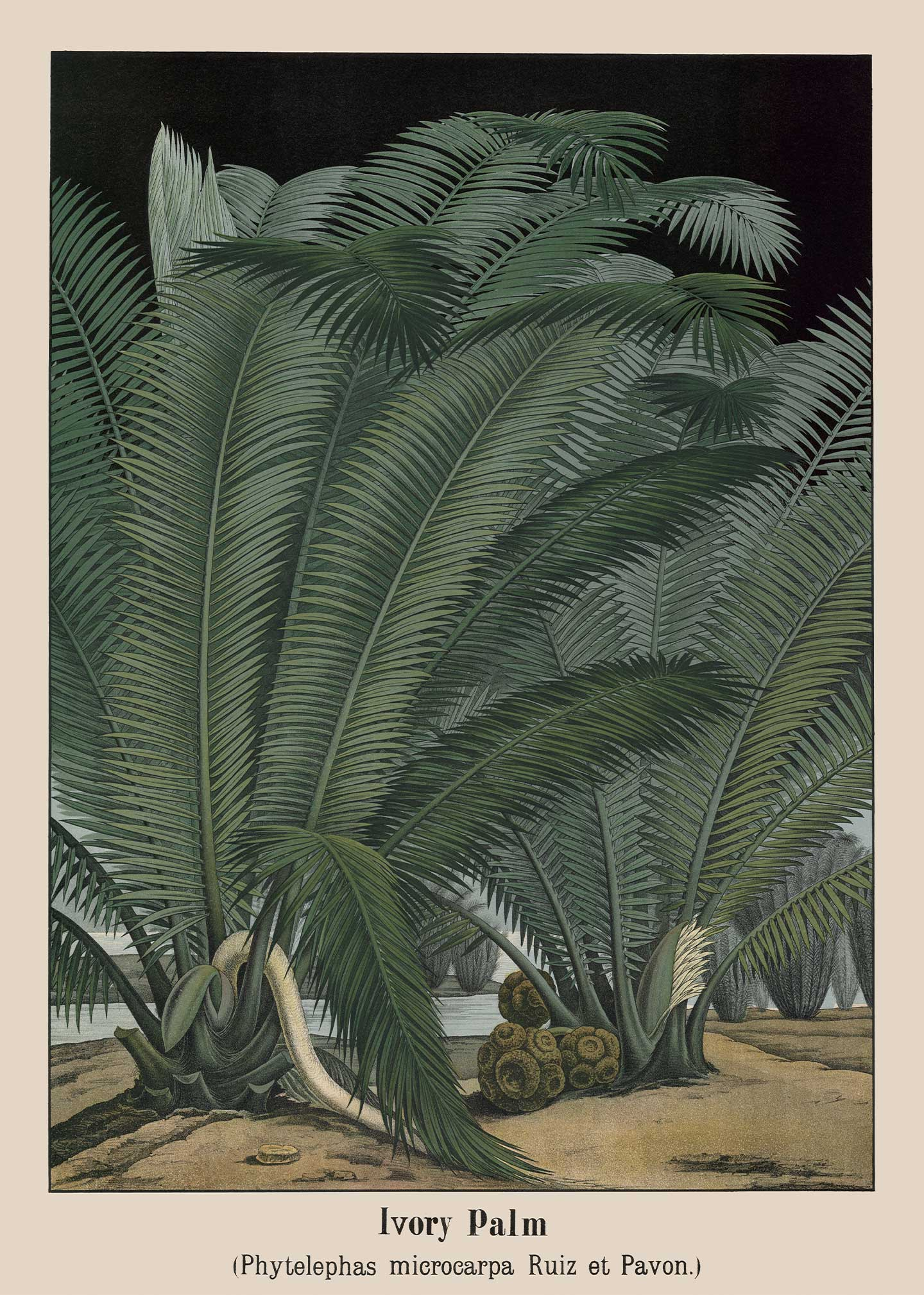 Køb Ivory Palm af Vintage Vista Designs - Pris 189.00 kr. Køb Ivory Palm af Vintage Vista Designs - Pris 189.00 kr.