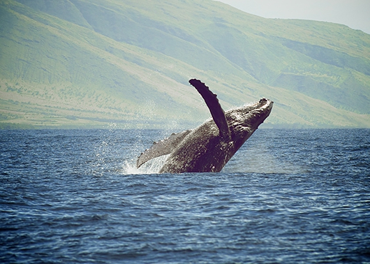 Image of Joy of the Ocean af Pernille Westh