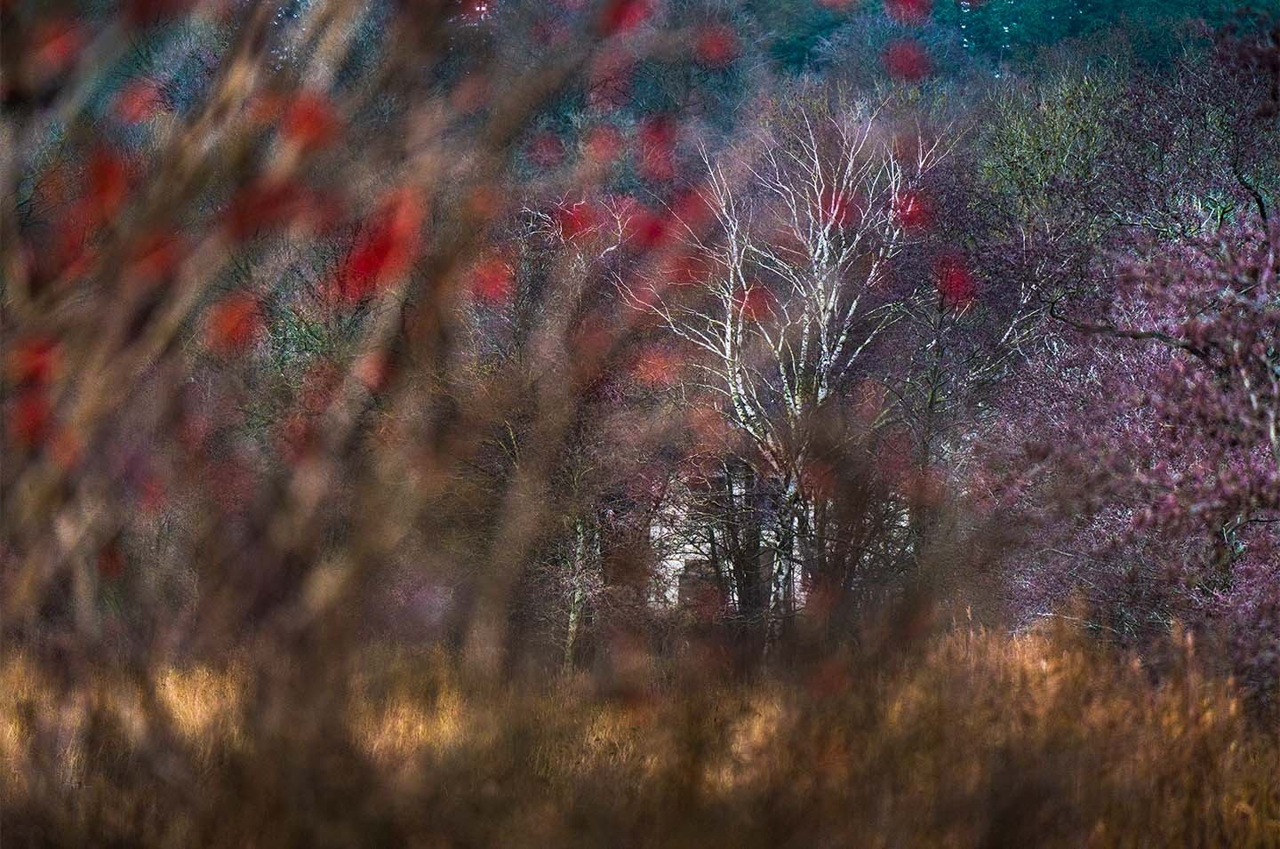 The Hidden House af Klint fotografi