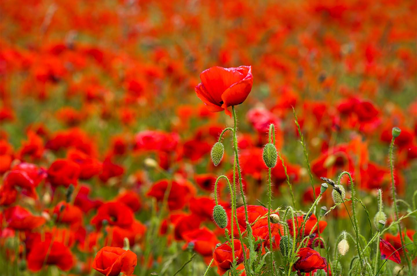 Flower Power af Klint fotografi