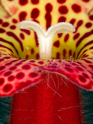 Image of Kohleria Amabilis af Pauline Snoeijs