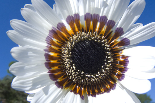 Image of Blooming White af Kirsten Stigsgaard