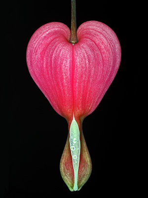 Image of Lamprocapnos Spectabilis af Pauline Snoeijs