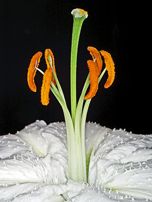 Image of Lilium 1 af Pauline Snoeijs