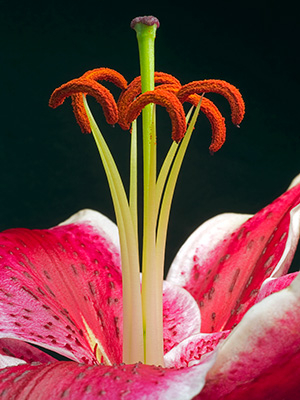 Image of Lilium 2 af Pauline Snoeijs