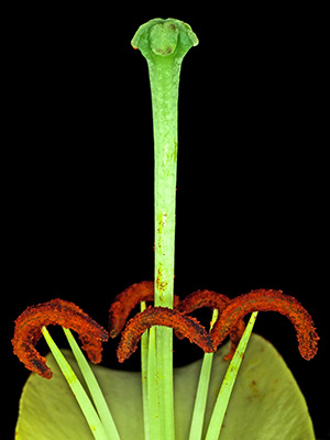Image of Lilium 3 af Pauline Snoeijs