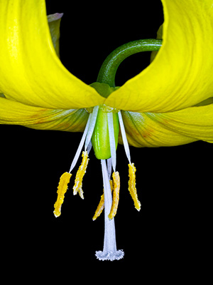 Image of Lilium Martagon af Pauline Snoeijs