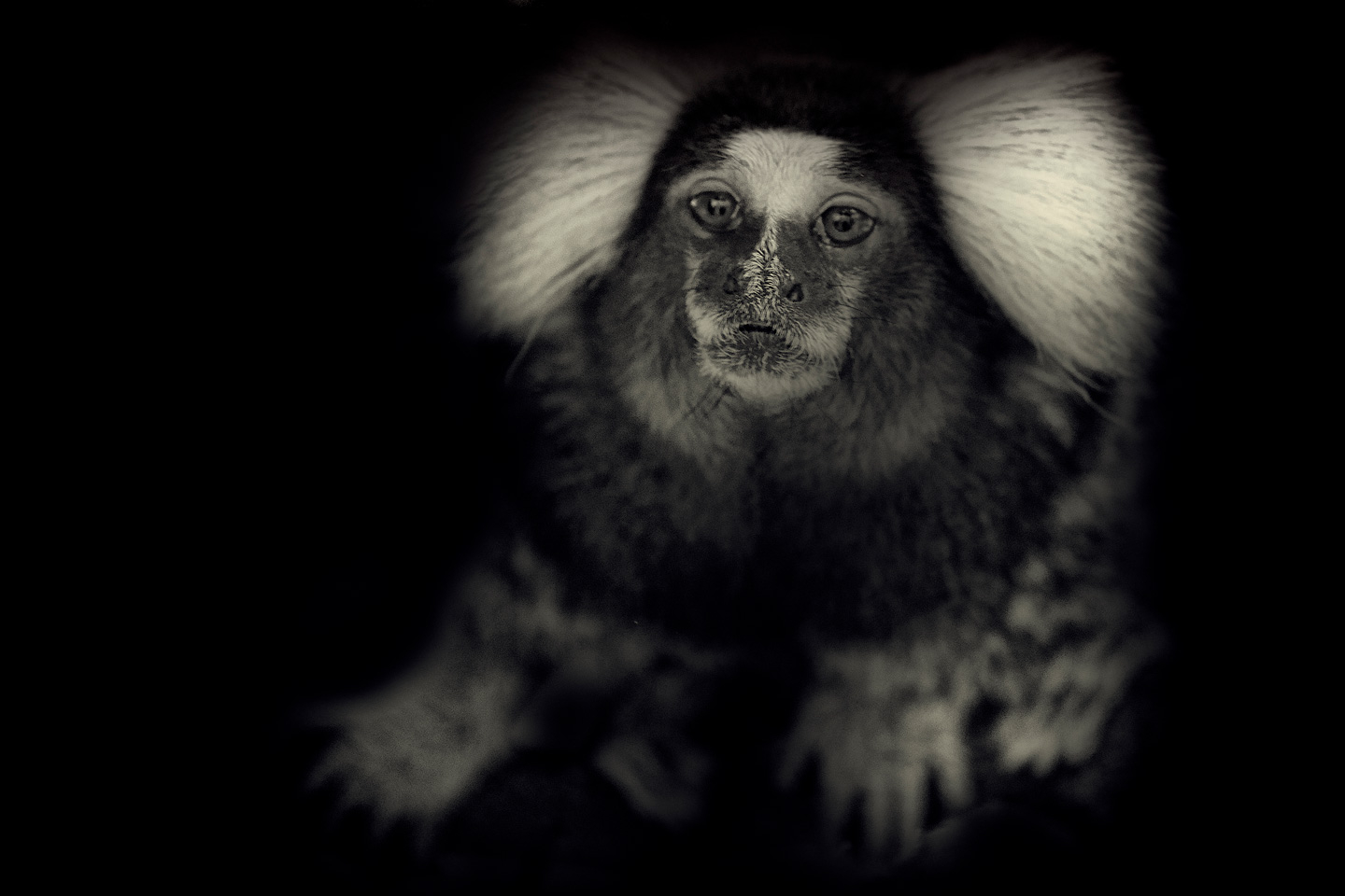 Billede af Little Monkey af Gustavo Orensztajn