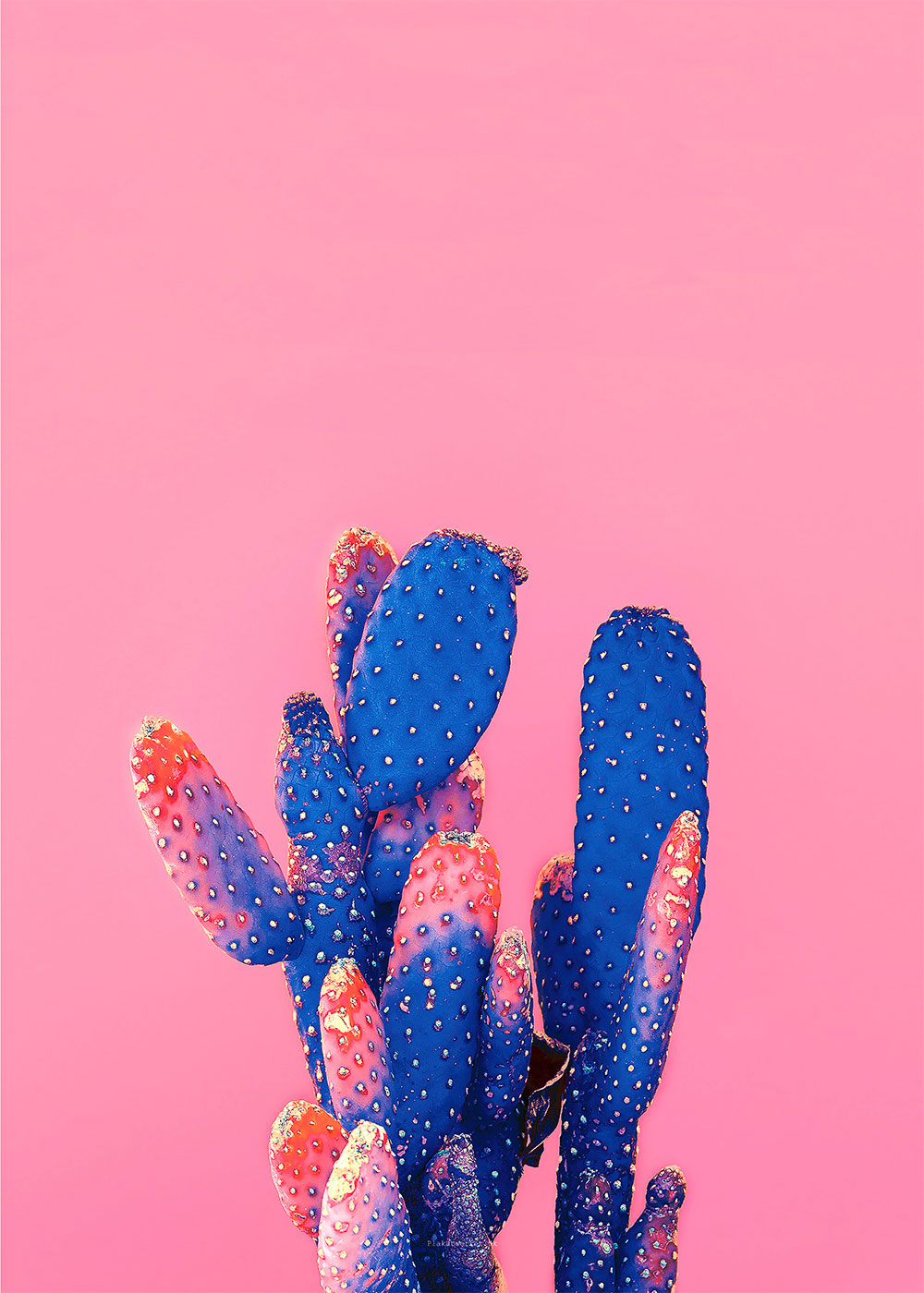 Love Pink Kaktus af Plakatwerket