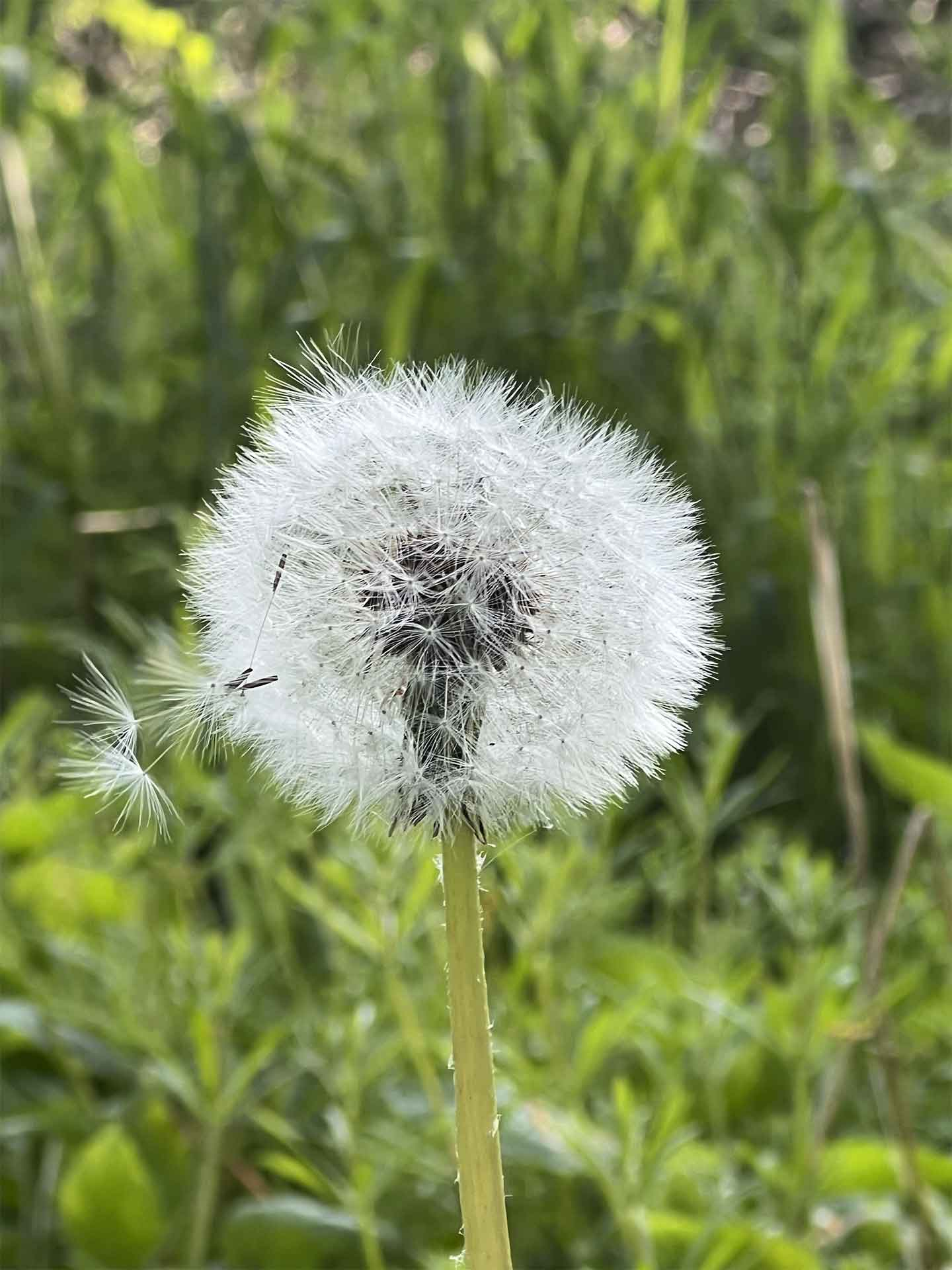Køb Lykke af Heart Notes - Pris 250.00 kr.