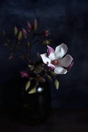 Image of Magnolia af Diana Lovring