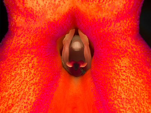 Image of Masdevalia af Pauline Snoeijs