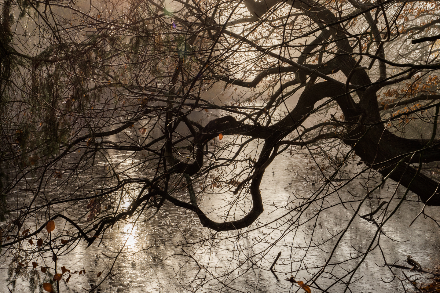 Misty Morning af Klint fotografi