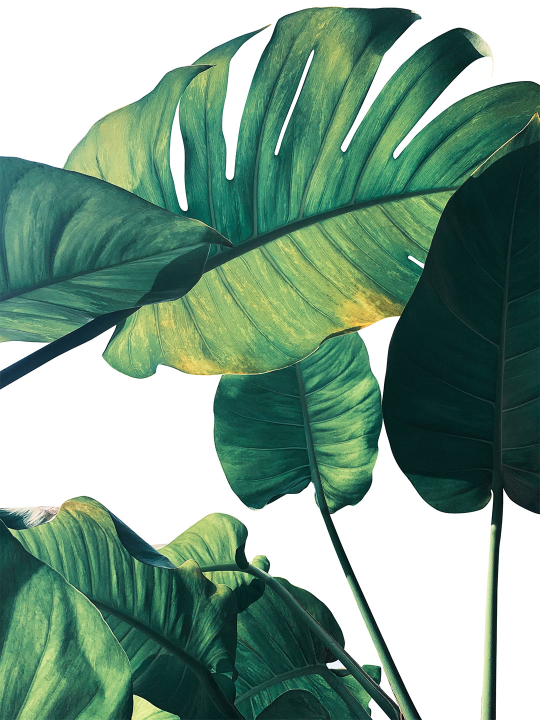 Billede af Monstera af Illux