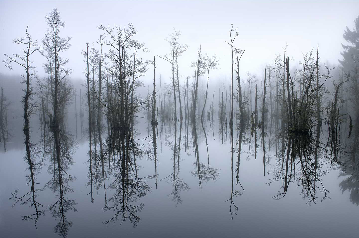 Køb Mose i tåge af Jørgen Bausager - Pris 189.00 kr. Køb Mose i tåge af Jørgen Bausager - Pris 189.00 kr.