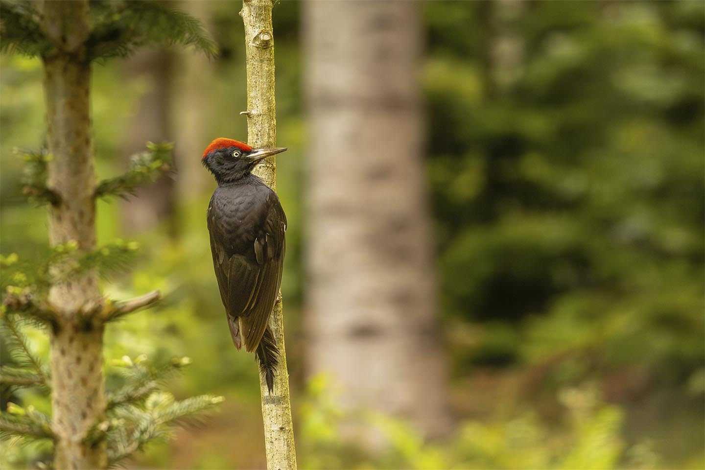 Køb Sortspætte i sin evige jagt pa%CC%8A føde af MSJ Natur Foto - Pris 250.00 kr. Køb Sortspætte i sin evige jagt pa%CC%8A føde af MSJ Natur Foto - Pris 250.00 kr.