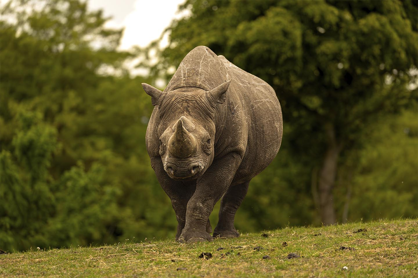 Køb Sort Næsehorn i alt sin magt og vælde af MSJ Natur Foto - Pris 250.00 kr. Køb Sort Næsehorn i alt sin magt og vælde af MSJ Natur Foto - Pris 250.00 kr.