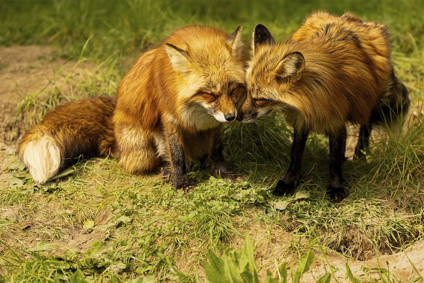 Køb Ræve pleje af MSJ Natur Foto - Pris 250.00 kr. Køb Ræve pleje af MSJ Natur Foto - Pris 250.00 kr.