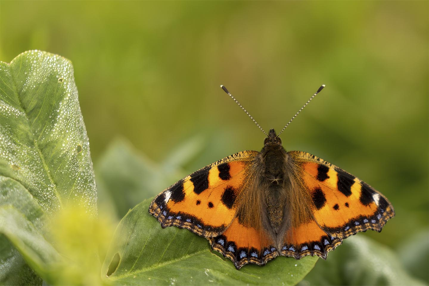Nældens takvinge fa%CC%8Ar et hvil af MSJ Natur Foto