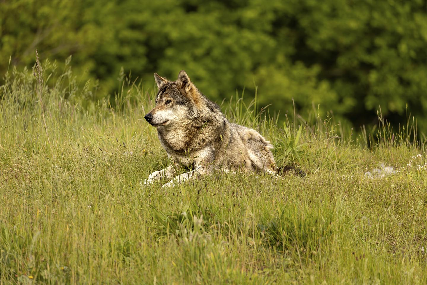 Køb Nord europæisk gra%CC%8A ulv af MSJ Natur Foto - Pris 250.00 kr.