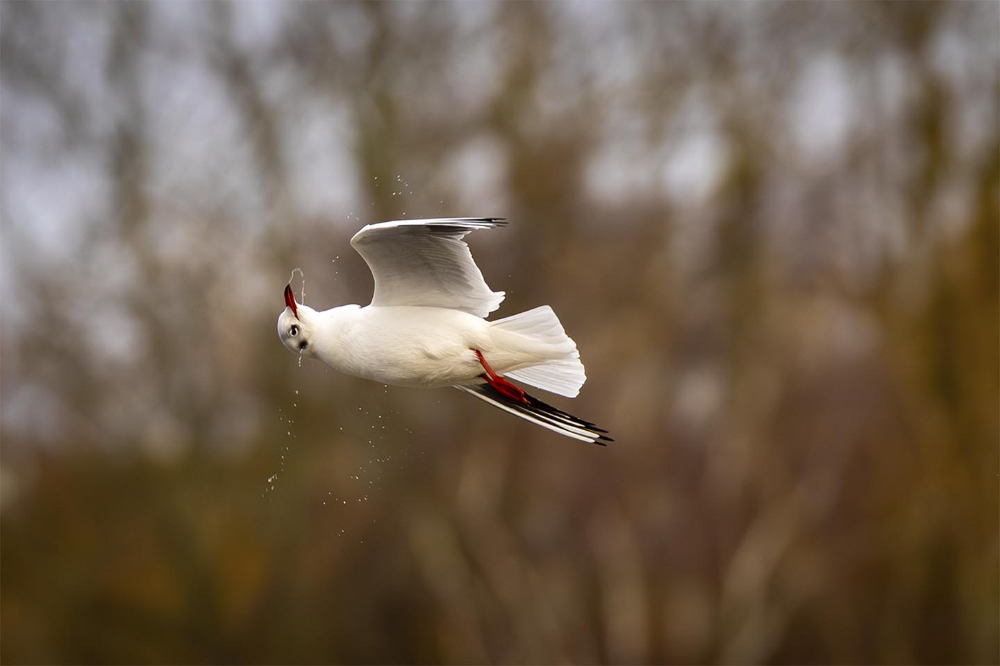 Køb Maage der tømme næbet af MSJ Natur Foto - Pris 250.00 kr.