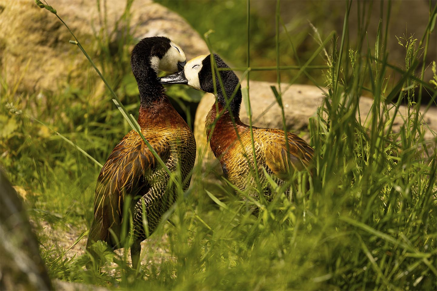 Køb Kærlig omsorg blandt ænder af MSJ Natur Foto - Pris 250.00 kr. Køb Kærlig omsorg blandt ænder af MSJ Natur Foto - Pris 250.00 kr.