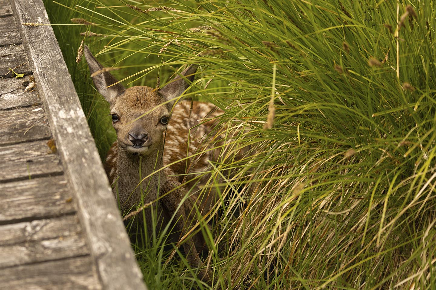 Køb Krondyr kid kun fa%CC%8A timer gammelt af MSJ Natur Foto - Pris 250.00 kr. Køb Krondyr kid kun fa%CC%8A timer gammelt af MSJ Natur Foto - Pris 250.00 kr.