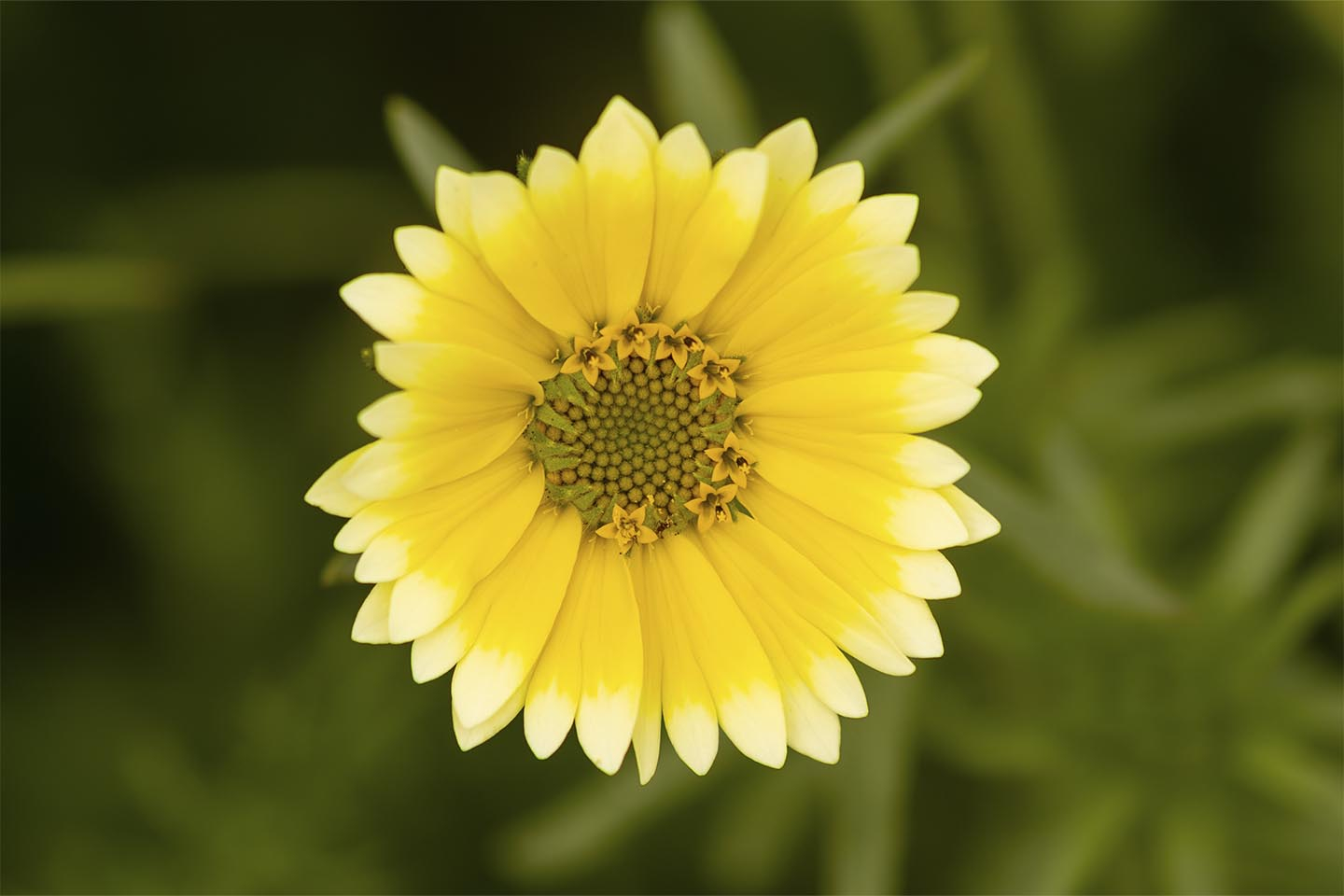 Køb En skøn gul blomst af MSJ Natur Foto - Pris 250.00 kr. Køb En skøn gul blomst af MSJ Natur Foto - Pris 250.00 kr.