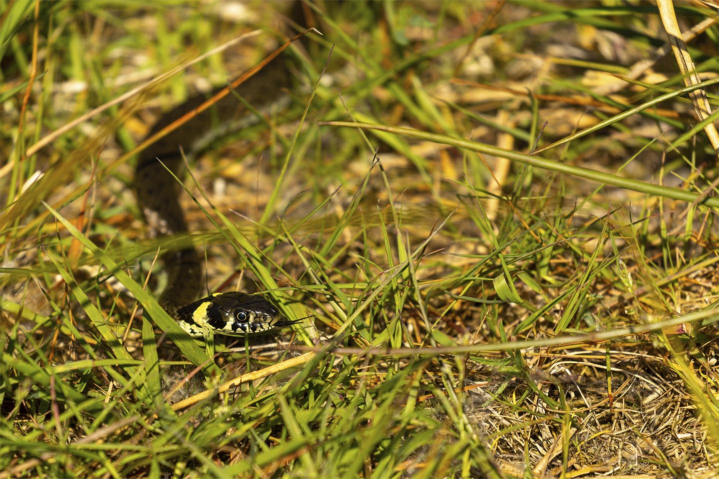 Køb En nysgerig snog af MSJ Natur Foto - Pris 250.00 kr. Køb En nysgerig snog af MSJ Natur Foto - Pris 250.00 kr.