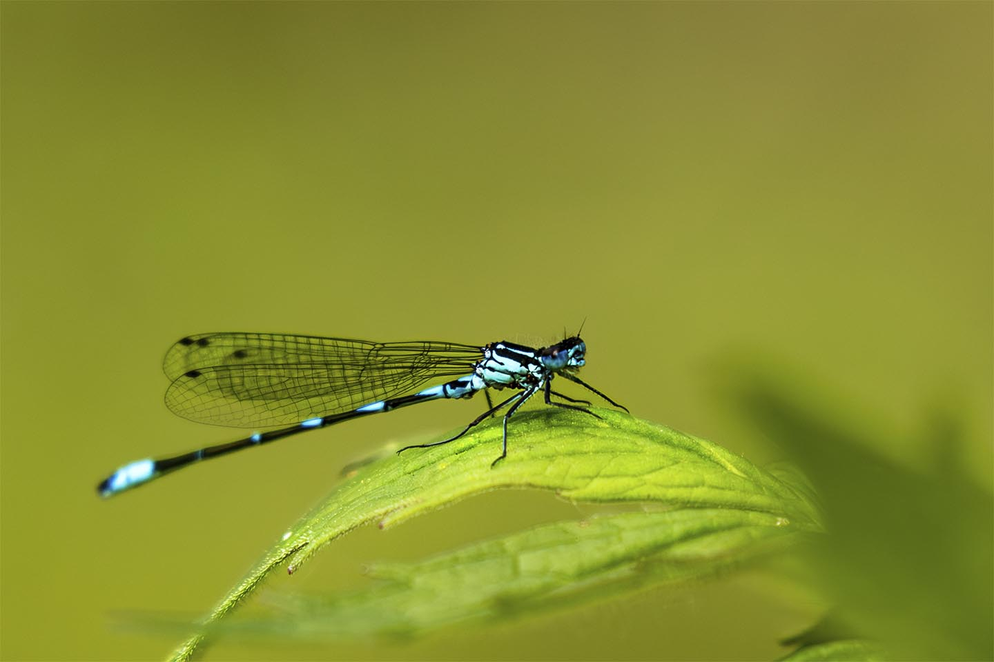 Køb Den smukke Vandnymfe af MSJ Natur Foto - Pris 250.00 kr. Køb Den smukke Vandnymfe af MSJ Natur Foto - Pris 250.00 kr.