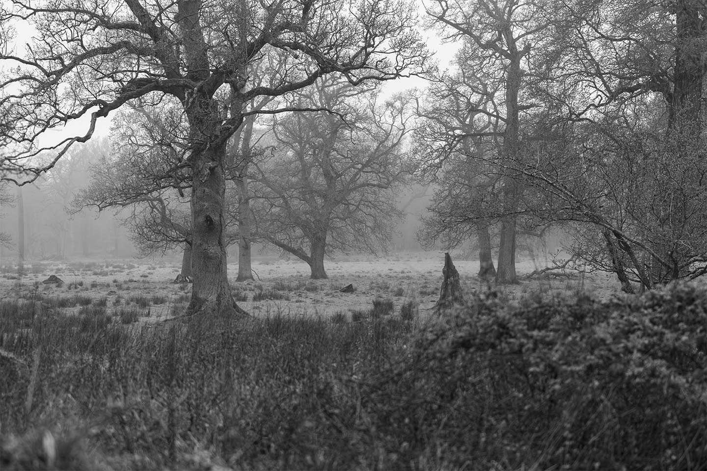 Køb De smukke gamle Eeg af MSJ Natur Foto - Pris 250.00 kr. Køb De smukke gamle Eeg af MSJ Natur Foto - Pris 250.00 kr.