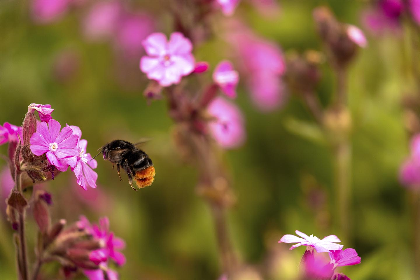 Blomster Humlebi Msj Natur Foto